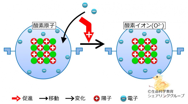 酸素のイオン.jpg