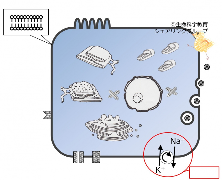 ファイル:04039-wb.jpg