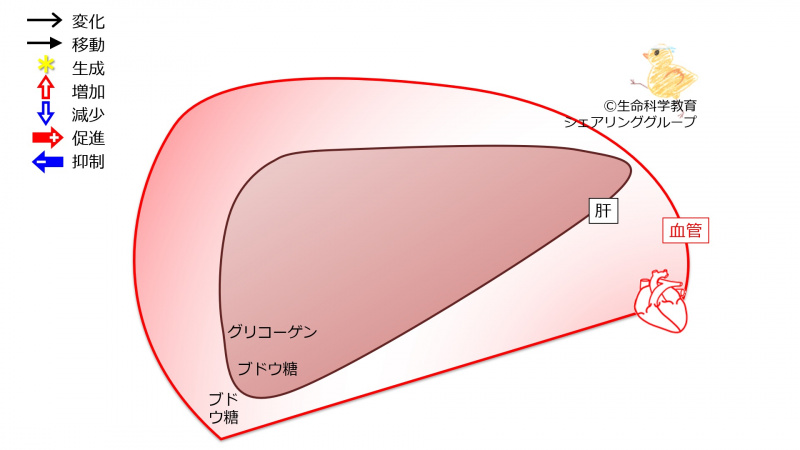 ファイル:Liverglycogen1-wb.jpg