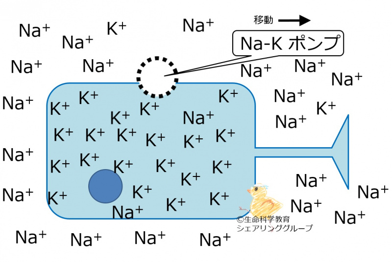 ファイル:Na-Kpump ja-wb.jpg