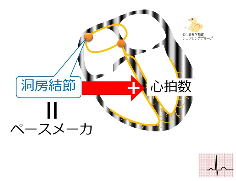 ファイル:Pacemaker.jpg