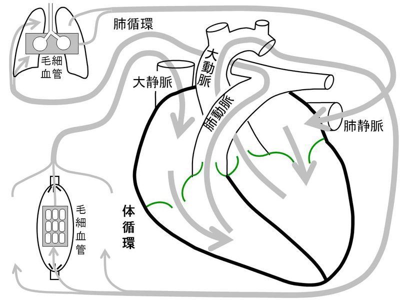 ファイル:02098.jpg