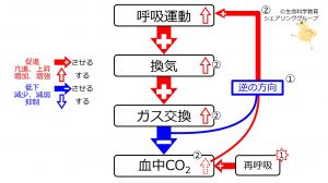 /wiki/images/thumb/6/67/IncCO2Response.jpg/300px-IncCO2Response.jpg