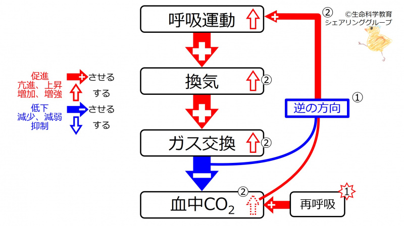 ファイル:IncCO2Response.jpg