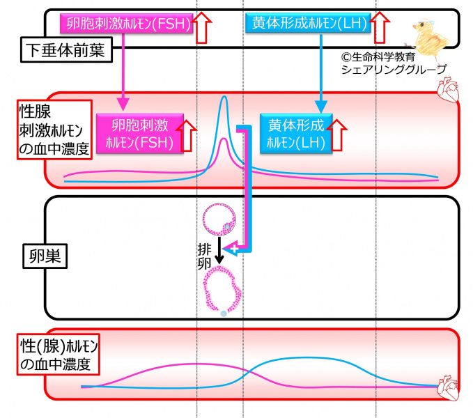 ファイル:MenstrationOvulationnoFB.jpg