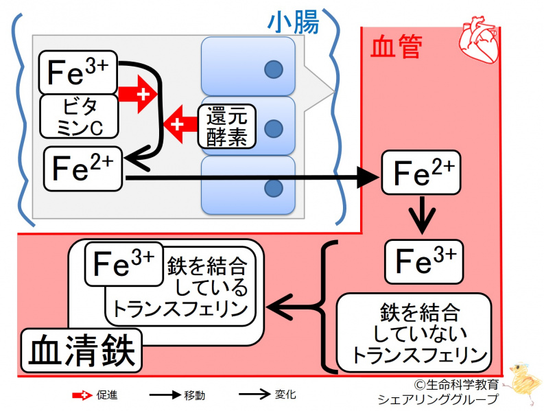 ファイル:03398.jpg