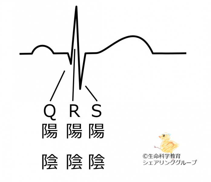 ファイル:QRS波の極性-wb.jpg