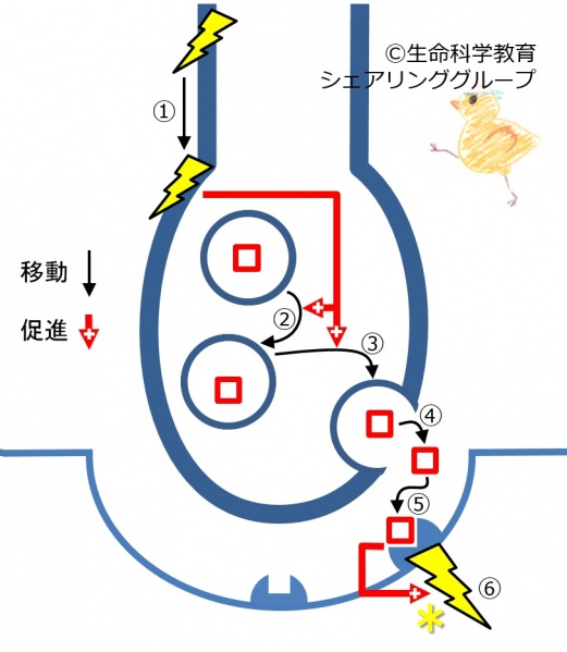 ファイル:03847.jpg