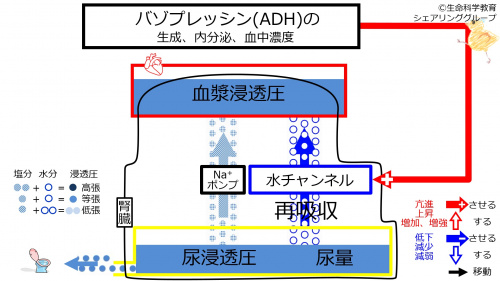 IncADHeffect1.jpg