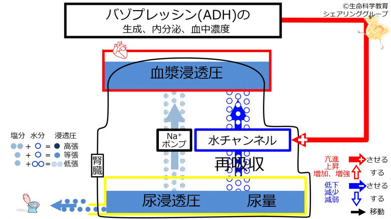 ファイル:IncADHeffect1.jpg