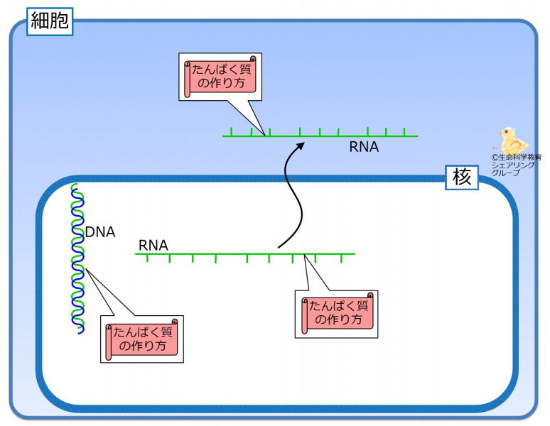 ファイル:イントロRNA.jpg