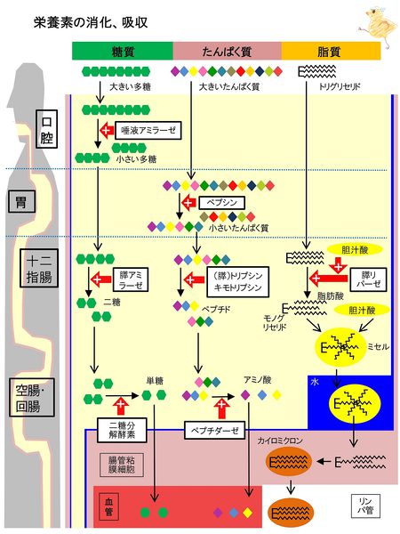 ファイル:03727.jpg
