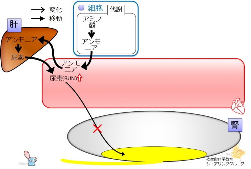ファイル:CKD-BUN.jpg