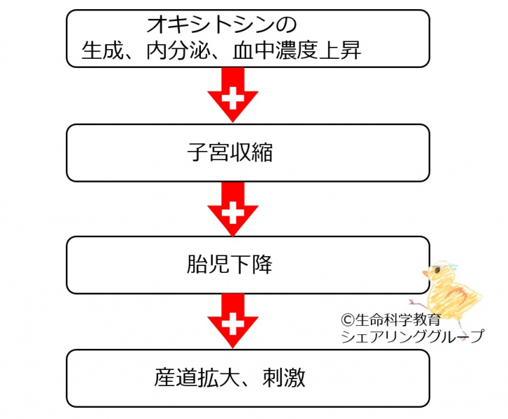 ファイル:OXY 正FB-wb.jpg