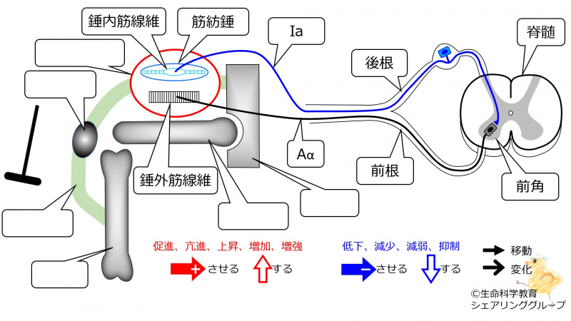 ファイル:PatellaTendonReflex-1-wb.jpg