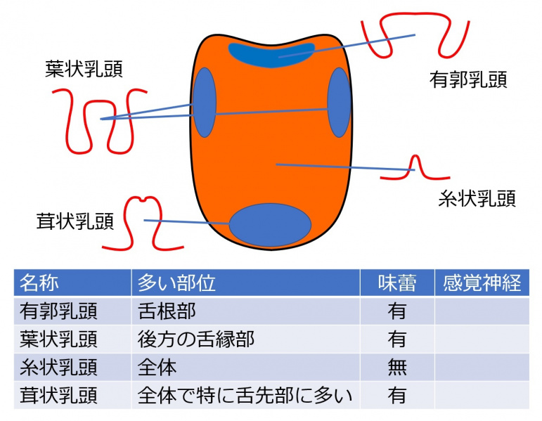 ファイル:TasteBudNerves-wb.jpg