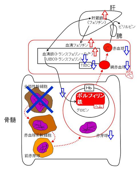 ファイル:00424.jpg