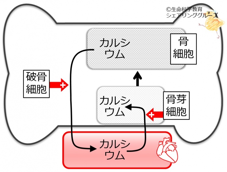 ファイル:04056.jpg