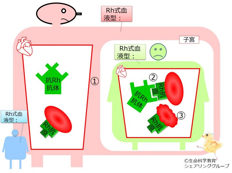 ファイル:04672-wb.jpg