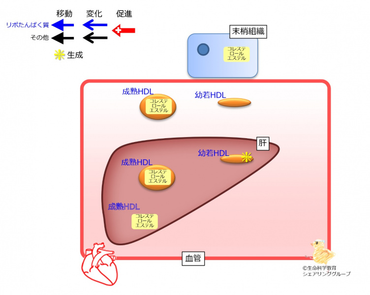 ファイル:HDL-wb.jpg