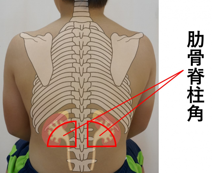 ファイル:図-腹部-打診-肋骨脊柱角.jpg