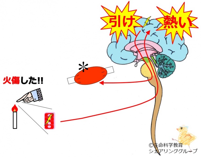 ファイル:04135.jpg