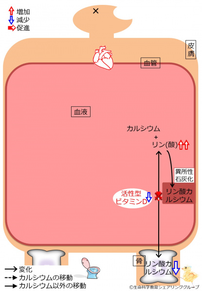 ファイル:04436.jpg
