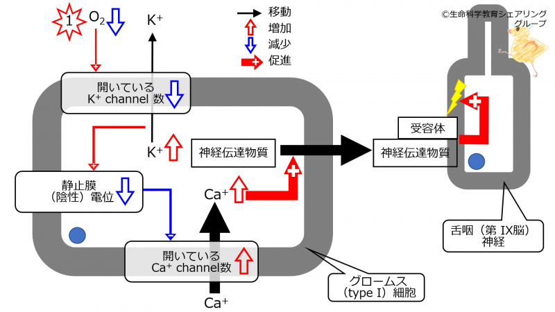 ファイル:CarotidBodyHypoxia.jpg