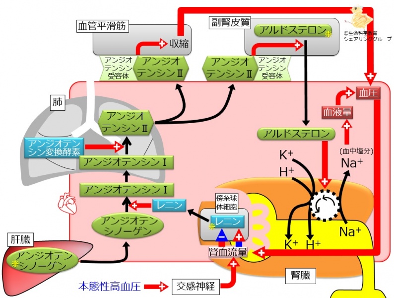 ファイル:Raa comprehensive.jpg