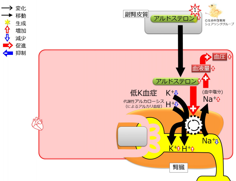 ファイル:04006.jpg