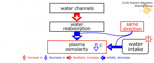 WaterIntakeBeforeBasicFeedbackToWaterChannels-ENG.jpg