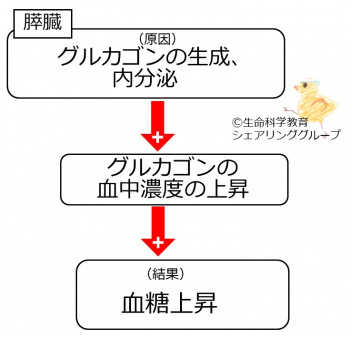 グルカゴン作用-文字.jpg