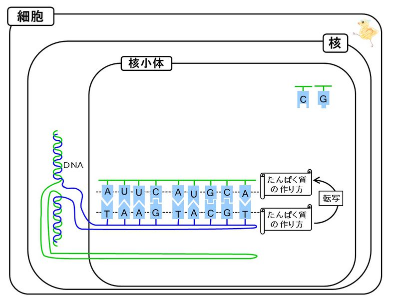 ファイル:03449.jpg