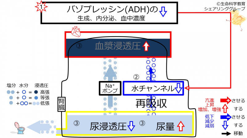 ファイル:DecADHeffect2.jpg