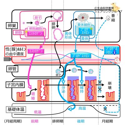 /wiki/images/thumb/6/6e/MenstrualCycleSummaryOvaryCells_basic_Jpn.jpg/400px-MenstrualCycleSummaryOvaryCells_basic_Jpn.jpg