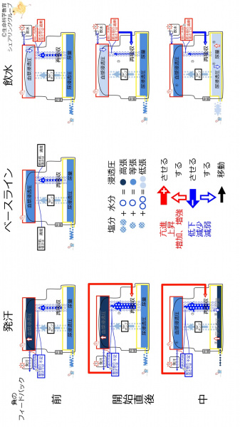 ファイル:ReabsorptionControlSummary-2020-wb.jpg