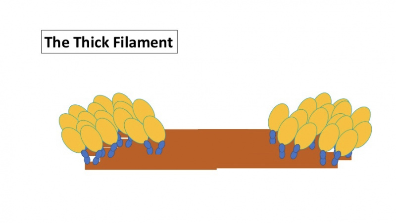 ファイル:TheThickFilament.jpg