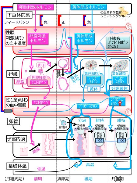 ファイル:月経周期 妊娠まとめ.jpg