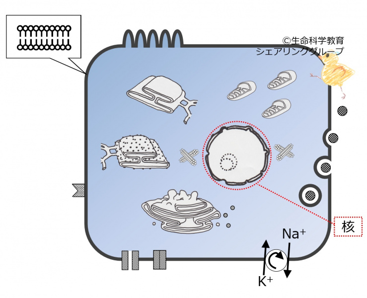 ファイル:核.jpg