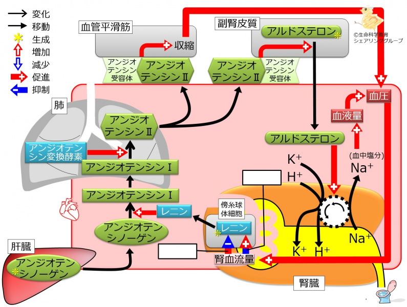 ファイル:AldosteroneControlSummary-wb.jpg