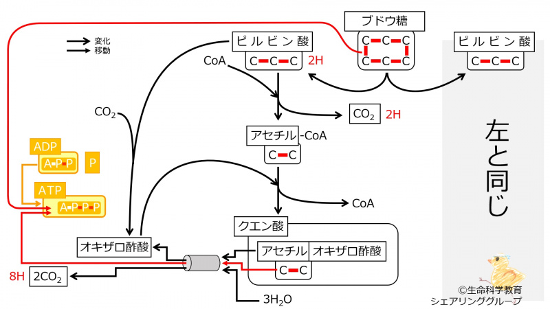 ファイル:Glucose2TCAsummary.jpg