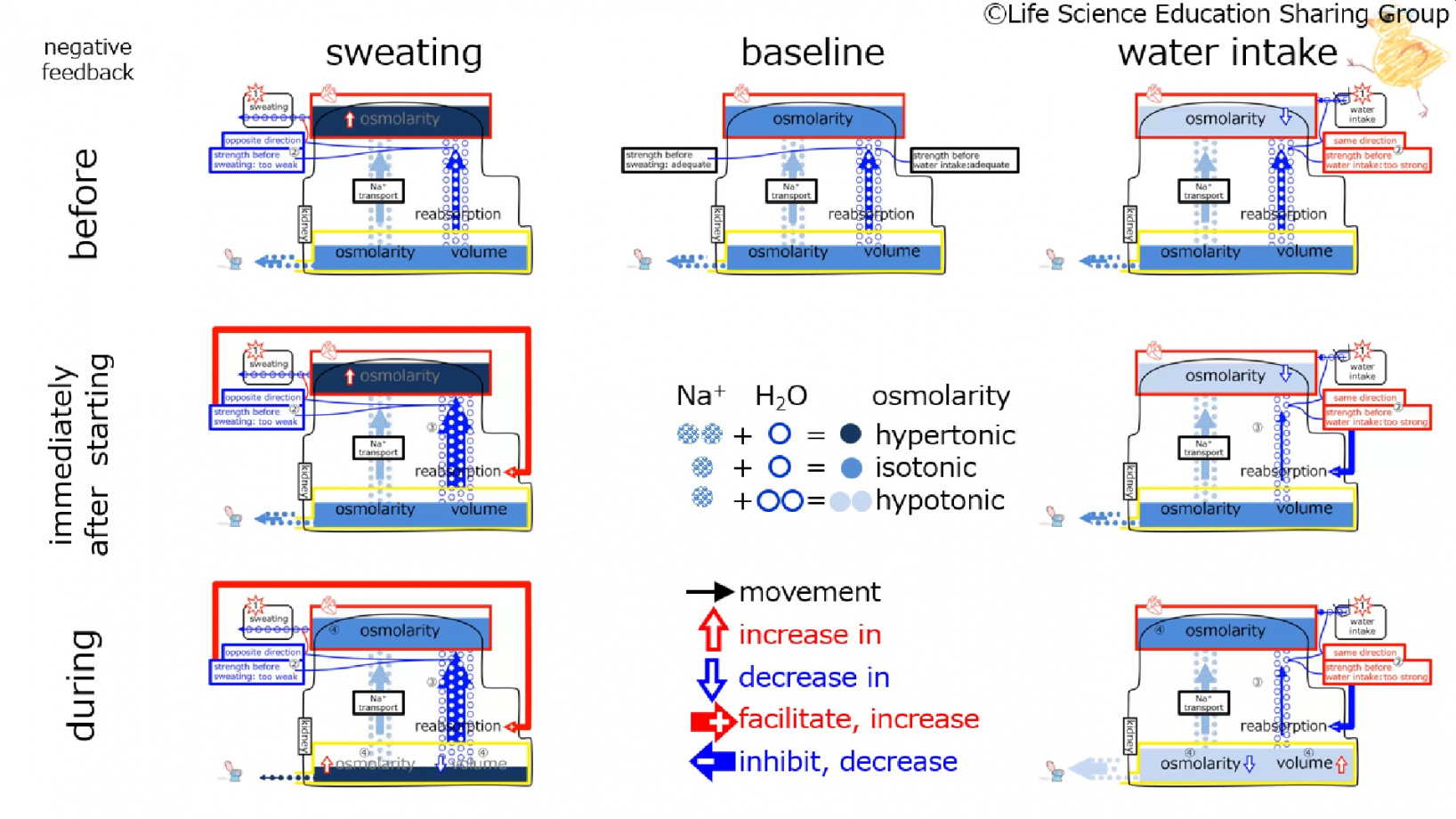 ReabsorptionControlSummary-Eng.jpg