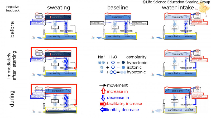 ファイル:ReabsorptionControlSummary-Eng.jpg