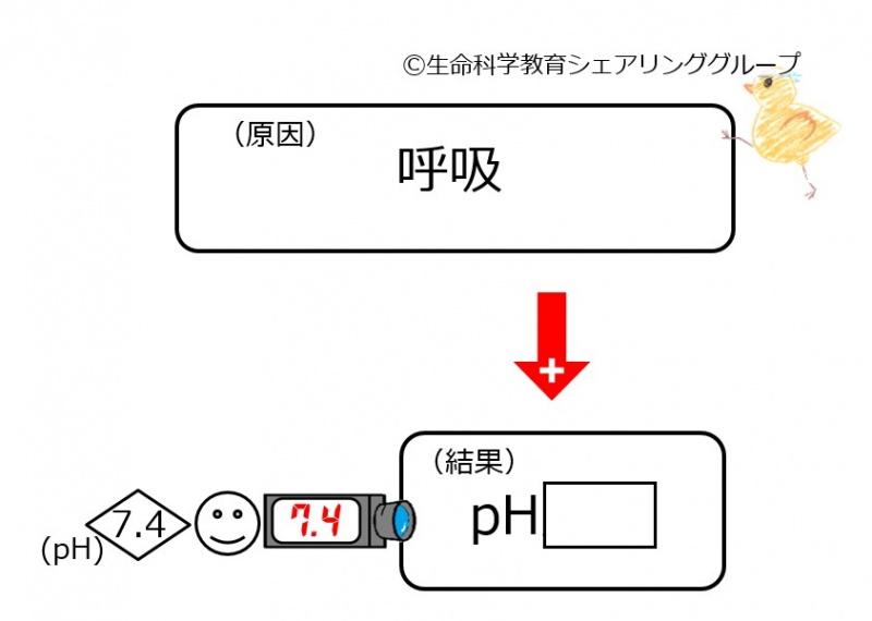 ファイル:Respiratory effection ph-wb.jpg