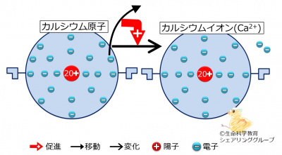 カルシウムのイオン.jpg