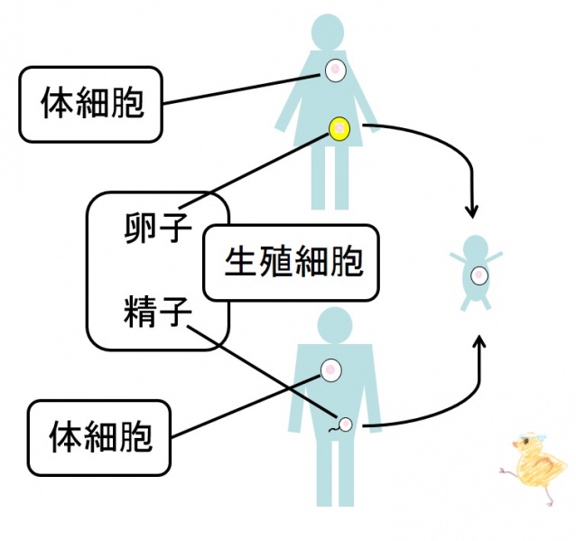 ファイル:02666.jpg