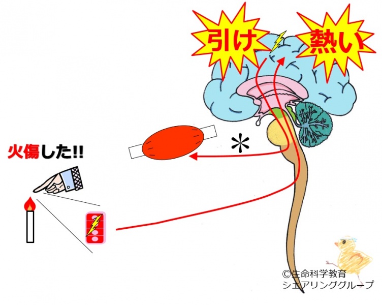 ファイル:04134.jpg