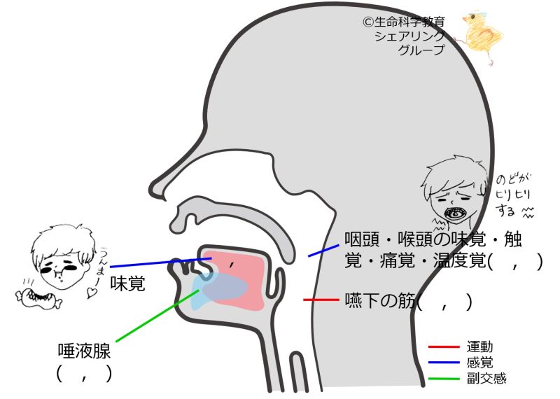 ファイル:Cranial09-wb.jpg
