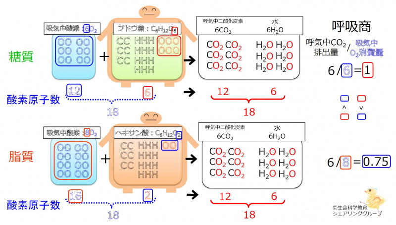 ファイル:Respiratory quotient.jpg