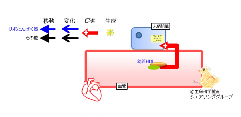 ファイル:アポリポたんぱく質AI-wb.jpg